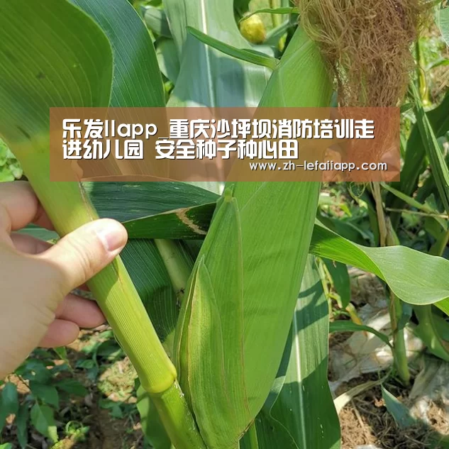 乐发IIapp_重庆沙坪坝消防培训走进幼儿园 安全种子种心田(图3) 乐发IIapp