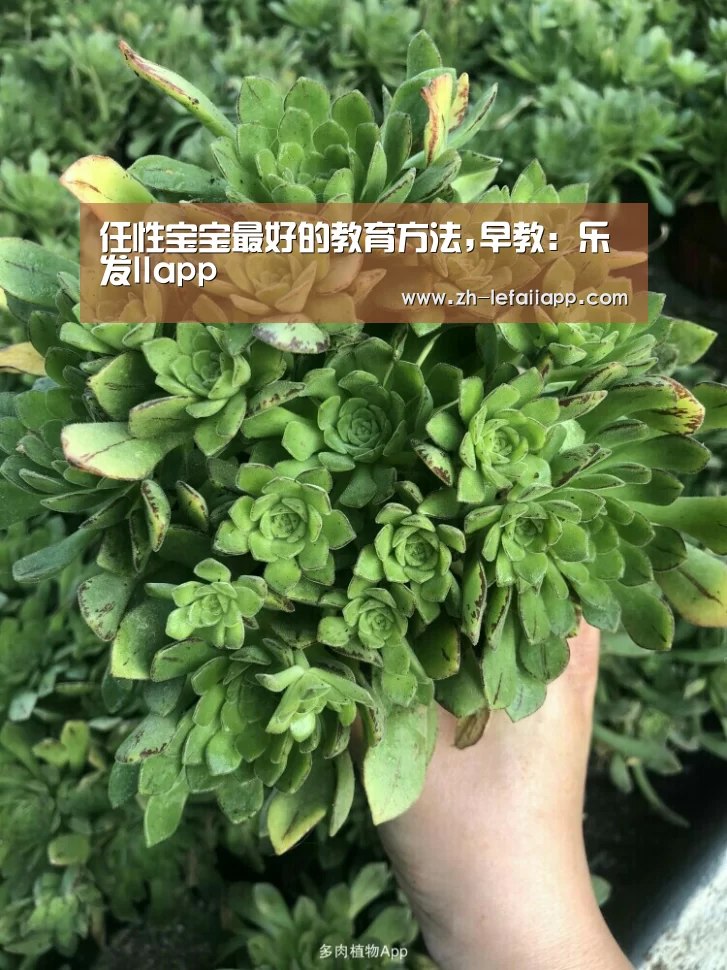 乐发IIapp